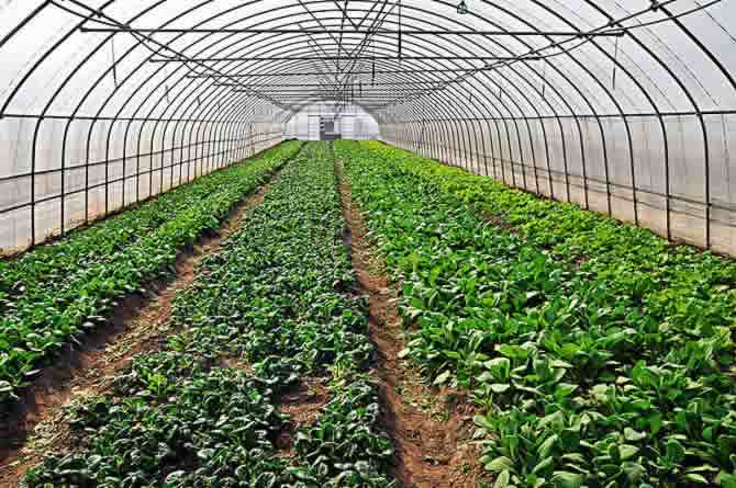 有機(jī)大棚菜 有機(jī)大棚菜