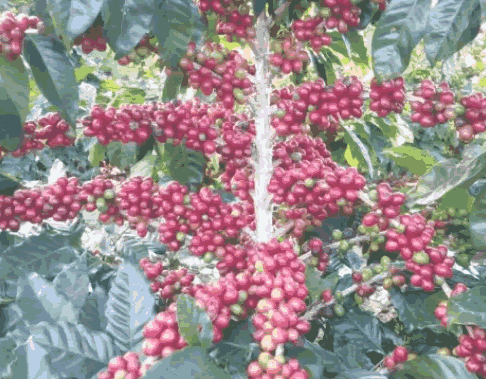 有機(jī)咖啡 有機(jī)咖啡