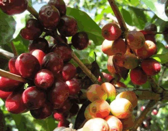 有機(jī)咖啡 有機(jī)咖啡