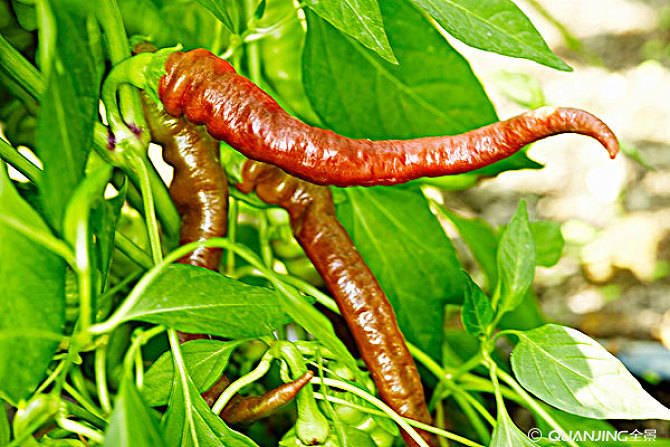 有機辣椒 有機辣椒