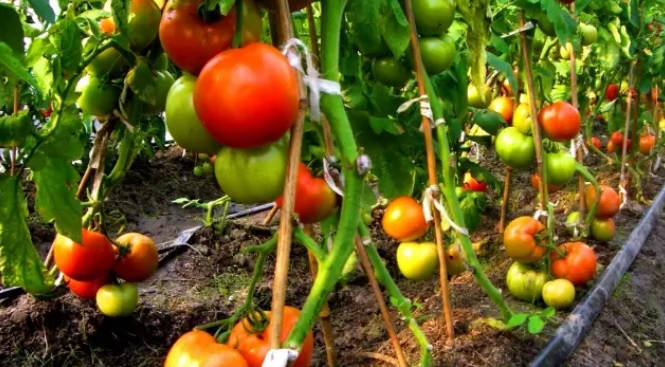 有機食品 有機食品