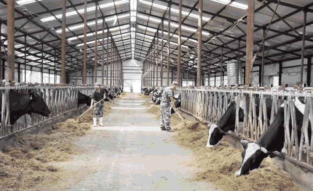 有機奶牛 有機奶牛