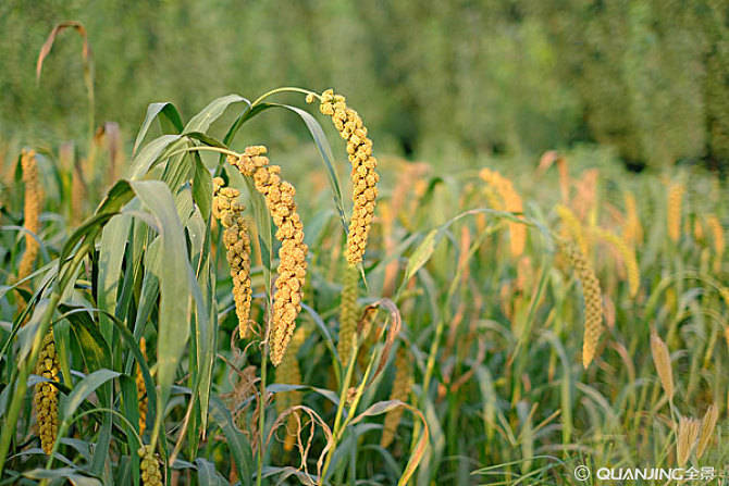 有機農產品 有機農產品