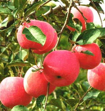 有機蘋果 有機蘋果