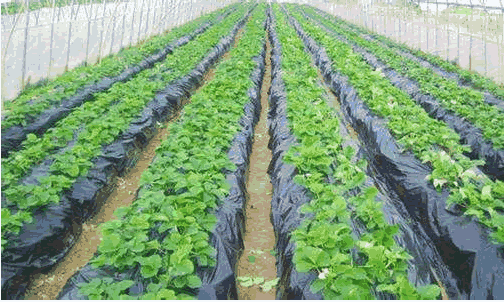 有機蔬菜 有機蔬菜