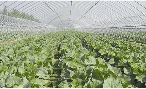 有機(jī)蔬茶大棚 有機(jī)蔬茶大棚