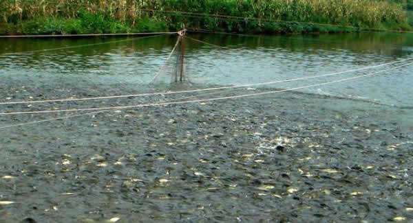 遵循水產品生產規定,有機證書唾手可得!