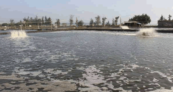 有機水產品水質 有機水產品水質