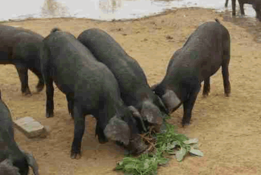 有機黑豬 有機黑豬