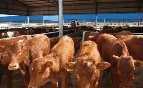 有機畜產品 有機畜產品