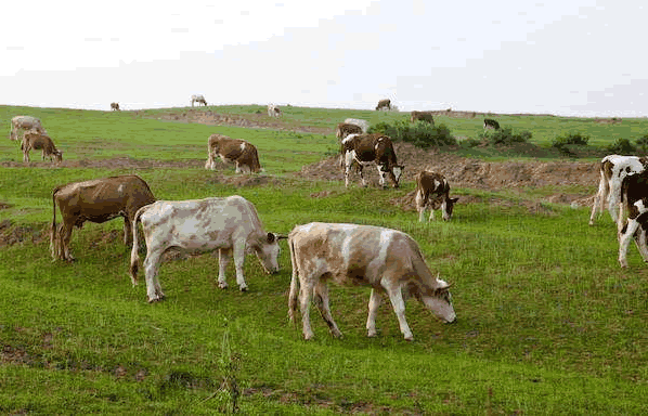 有機牛養殖 有機牛養殖