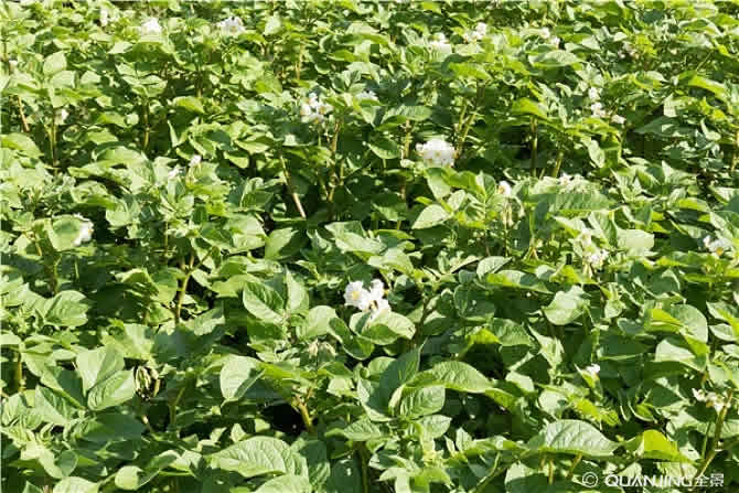 有機種植 有機種植