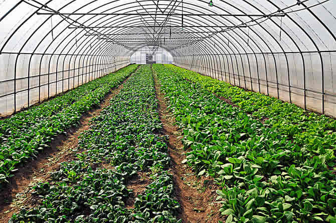 有機農(nóng)業(yè)大棚 有機農(nóng)業(yè)大棚