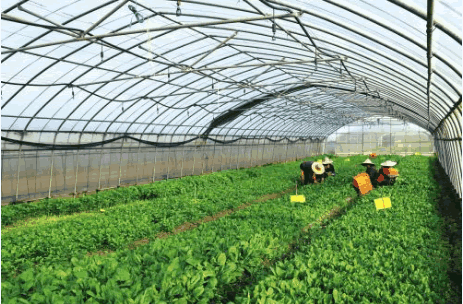 有機農產品大棚.png 有機農產品大棚.png