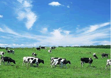 有機牛養殖 有機牛養殖