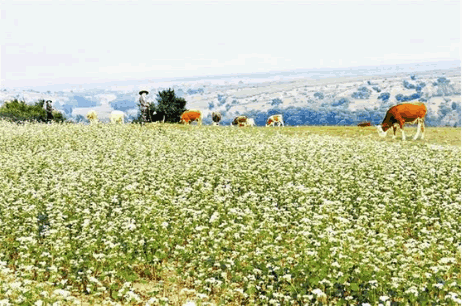 有機畜產品 有機畜產品