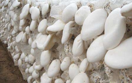 有機產品認證調查表(食用菌栽培)