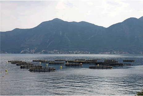 有機水產養殖 有機水產養殖