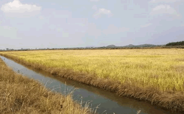 有機稻加工 有機稻加工