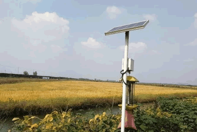 有機稻種植 有機稻種植