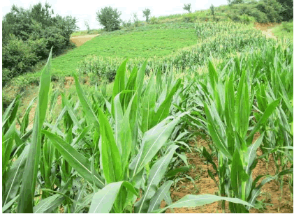 有機農產品2.png 有機農產品2.png