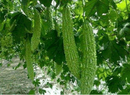 有機(jī)農(nóng)產(chǎn)品1.png 有機(jī)農(nóng)產(chǎn)品1.png