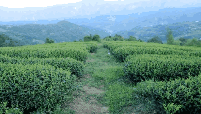 有機環境 有機環境