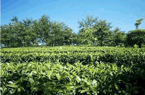 有機農業土地.png 有機農業土地.png