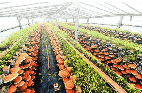 縮短、免除轉換期申請書