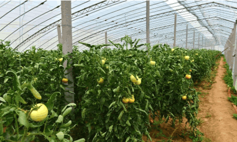 有機蔬菜大棚.png 有機蔬菜大棚.png