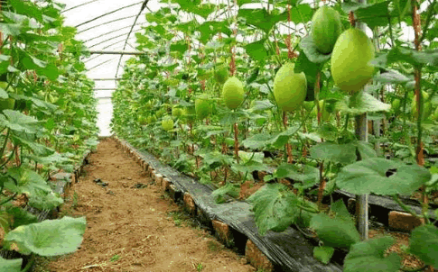 有機蔬菜大棚1.png 有機蔬菜大棚1.png