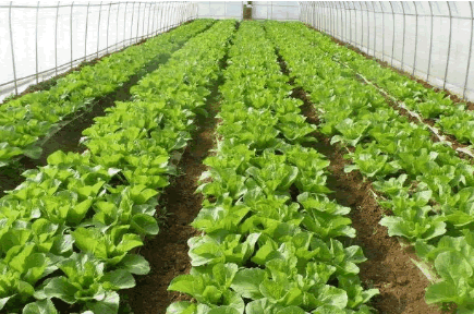 有機蔬菜大棚2.png 有機蔬菜大棚2.png