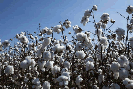 有機棉花種植 有機棉花種植