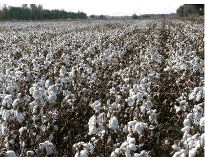 有機棉花 有機棉花