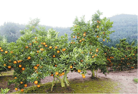 有機產(chǎn)品1.png 有機產(chǎn)品1.png