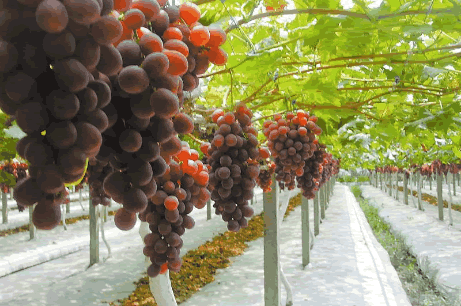 有機產(chǎn)品.png 有機產(chǎn)品.png