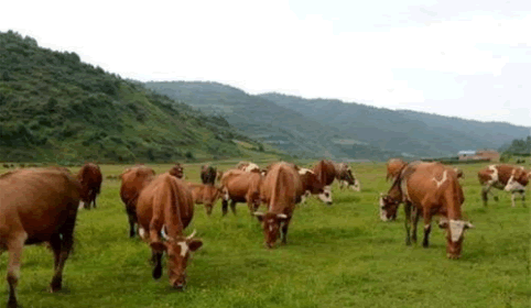 有機牛.png 有機牛.png