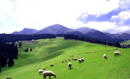 有機牛1.png 有機牛1.png