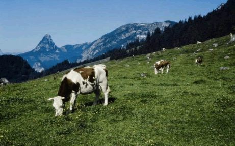 有機牛養殖.png 有機牛養殖.png