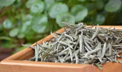 有機白茶.jpg 有機白茶.jpg