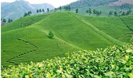 有機白茶園.jpg 有機白茶園.jpg