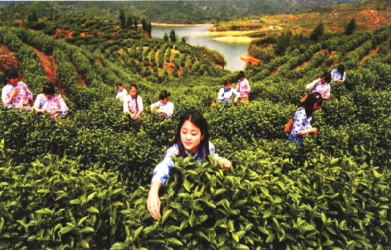 有機扶貧1.jpg 有機扶貧1.jpg