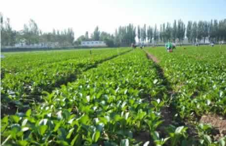 芥藍種植.jpg 芥藍種植.jpg