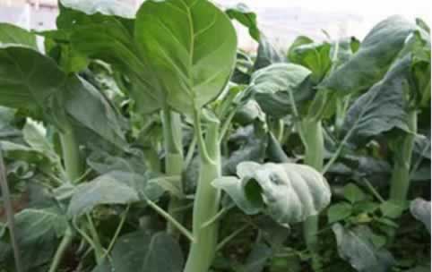 芥藍種植1.jpg 芥藍種植1.jpg