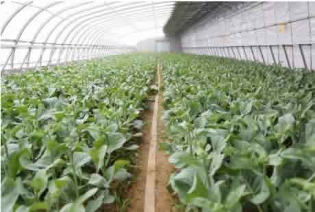 芥藍種植2.jpg 芥藍種植2.jpg