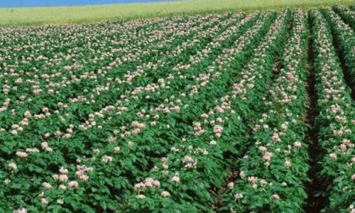 灌溉施肥.jpg 灌溉施肥.jpg