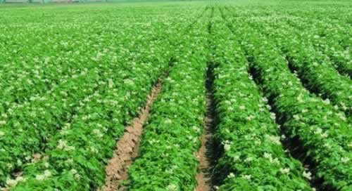 田間管理.jpg 田間管理.jpg