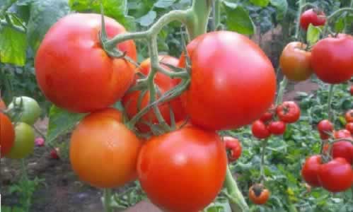 有機番茄.jpg 有機番茄.jpg