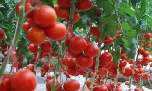 有機番茄1.jpg 有機番茄1.jpg