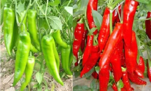 有機(jī)辣椒.jpg 有機(jī)辣椒.jpg